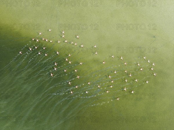 Greater Flamingo (Phoenicopterus roseus) . Taking off at a shallow lagoon. Aerial view. Drone shot.