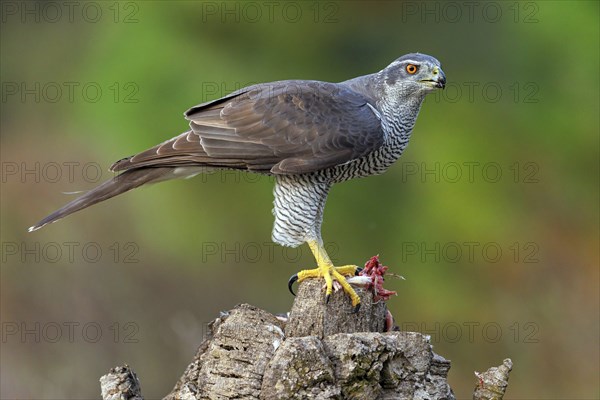 Northern northern goshawk (Accipiter gentilis), Autour des palombes, Hides De Calera / Goshawk