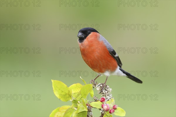 Eurasian bullfinch (Pyrrhula pyrrhula) male sitting on a branch with apple blossoms, bullfinch,