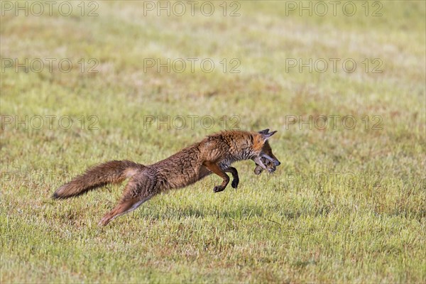 Red fox (Vulpes vulpes) hunting with mouthful of mice leaping through the air in freshly mowed