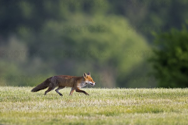 Solitary red fox (Vulpes vulpes) foraging, hunting mice and voles in freshly mowed meadow, cut