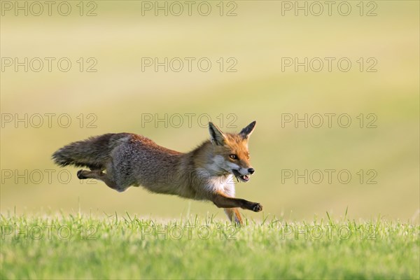 Red fox (Vulpes vulpes) running with caught mouse prey in mouth through freshly mowed meadow, cut