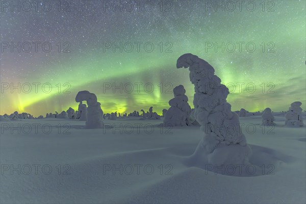 Northern Lights over Snowed-in Trees, Winter Landscape, Riisitunturi National Park, Posio, Lapland,