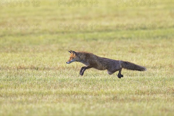 Red fox (Vulpes vulpes) hunting mice, voles by leaping through the air and pouncing upon the rodent