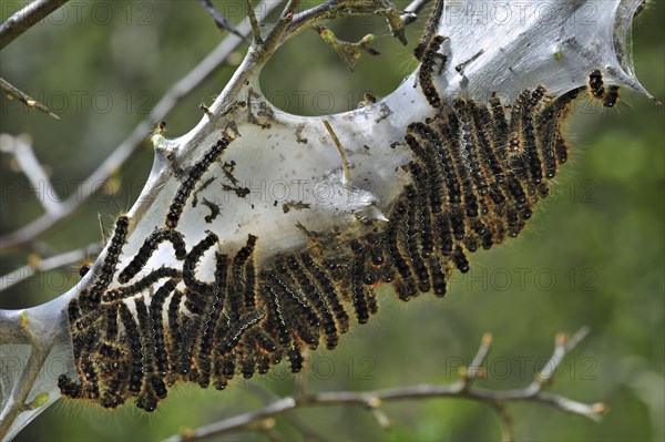 Caterpillar larvae of Small eggar (Eriogaster lanestris) moth living gregariously in silken web on