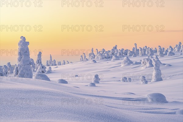 Snowed-in trees, winter landscape, Riisitunturi National Park, Posio, Lapland, Finland, Europe