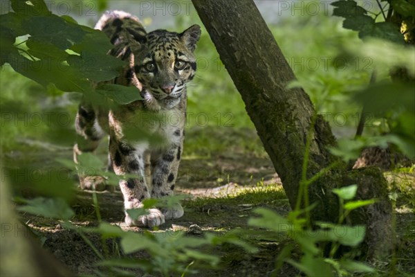 Mainland clouded leopard (Neofelis nebulosa) arboreal, solitary and nocturnal cat native from the