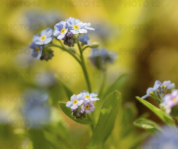 Blue flowers of the forget-me-not (Myosotis), Bavaria, Germany, Europe