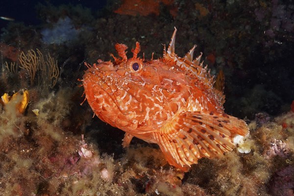 Portrait of red scorpionfish (Scorpaena scrofa), sea sow, in the Mediterranean Sea near Hyères.