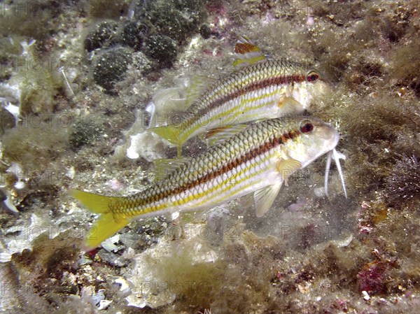 Two specimens of striped red mullet (Mullus surmuletus), dive site Cap de Creus Marine Reserve,