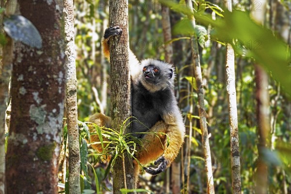 Diademed sifaka, diademed simpona (Propithecus diadema) in tree, Andasibe-Mantadia National Park,