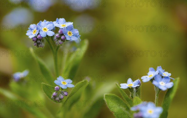 Blue flowers of the forget-me-not (Myosotis), Bavaria, Germany, Europe