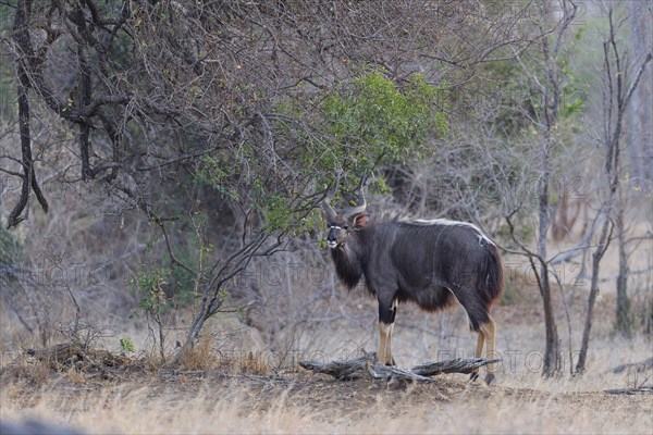 Nyala (Tragelaphus angasii), adult male standing in the thickets, looking at camera, alert, evening