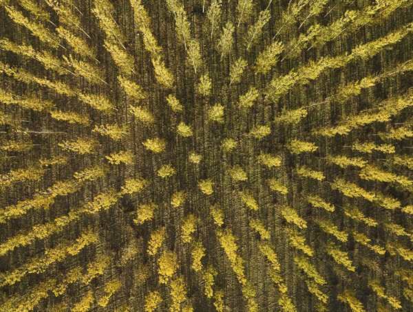 European Aspen (Populus tremula) in autumnal colours. Cultivated for timber. Aerial view. Drone