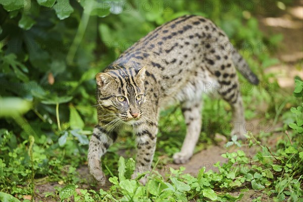 Fishing cat (Prionailurus viverrinus), walking, Bavaria, Germany, Europe