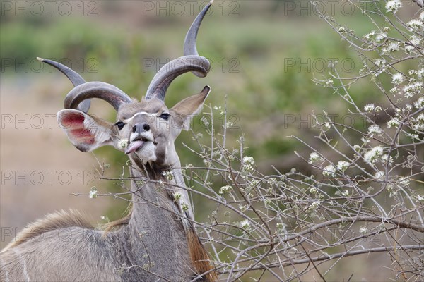 Greater kudu (Tragelaphus strepsiceros), adult male feeding on flowering buds, looking at camera,
