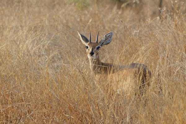 Steenbok (Raphicerus campestris), adult male standing in tall dry grass, looking at camera, alert,
