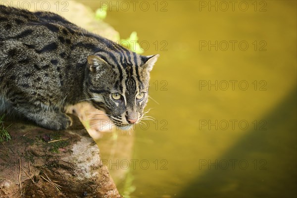 Fishing cat (Prionailurus viverrinus), sitting on the edge of the water, hunting, Bavaria, Germany,