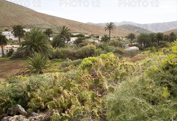 Green vegetation in village of Betancuria, Fuerteventura, Canary Islands, Spain, Europe
