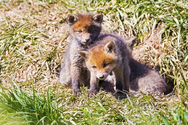 Two young foxes in front of the foxhole, Lower Saxony, Federal Republic of Germany