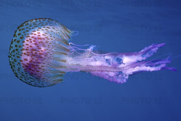 A mauve stinger (Pelagia noctiluca) drifts through the deep blue water. Dive site Cap de Creus
