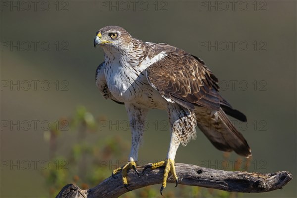 Bonelli's eagle (Hieraaetus fasciatus), Aigle de Bonelli, Ãguila-azor Perdicera, Tawi Atayr,