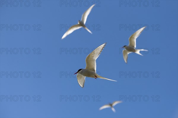 Arctic terns (Sterna paradisea) in flight, Reykjanes, Iceland, Europe