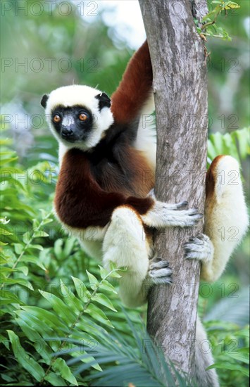 Crown sifaka, Madagascar, Coquerels crown sifaka, Prophitecus verreauxi coquereli, Madagascar,