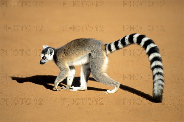 Crown sifaka, Madagascar, Coquerels crown sifaka, Prophitecus verreauxi coquereli, Madagascar,