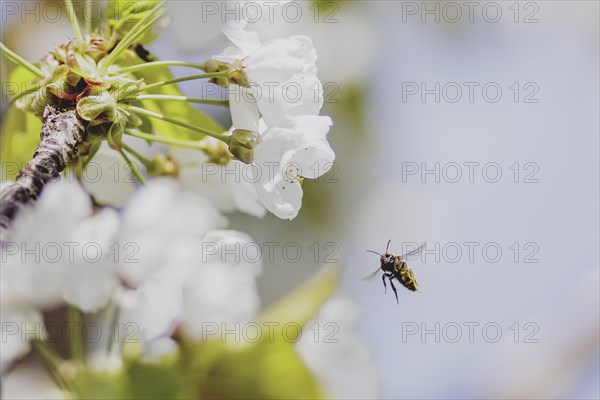 Bee on a cherry blossom, photographed in Jauernick-Buschbach, 12/04/2024