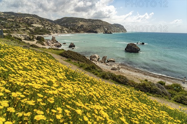 Spring flowers on the beach of Petra tou Romiou, the Rock of Aphrodite in Kouklia near Paphos,