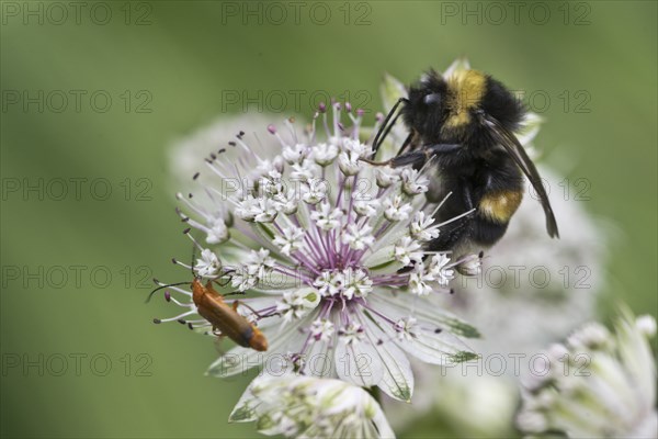 White-tailed bumblebee (Bombus lucorum) and common red soldier beetle (Rhagonycha fulva) on