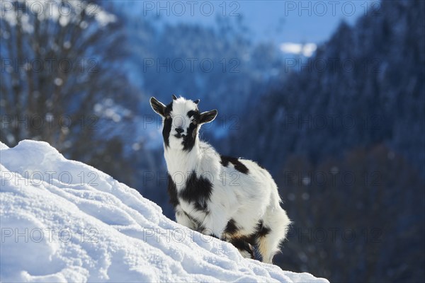 Domestic goat (Capra hircus) kid on a snowy meadow in winter, tirol, Kitzbühel, Wildpark Aurach,