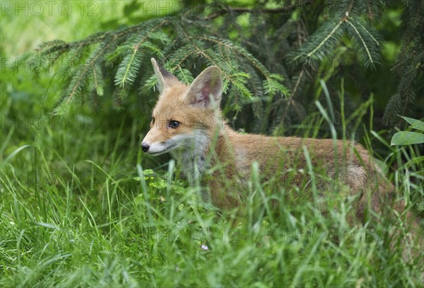 Red fox (Vulpes vulpes), young animal, pup, captive, Germany, Europe