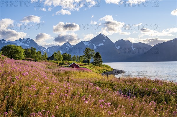 Flower field on the coast of the Lyngenfjord, blooming sally (Epilobium angustifolium), Fjord with