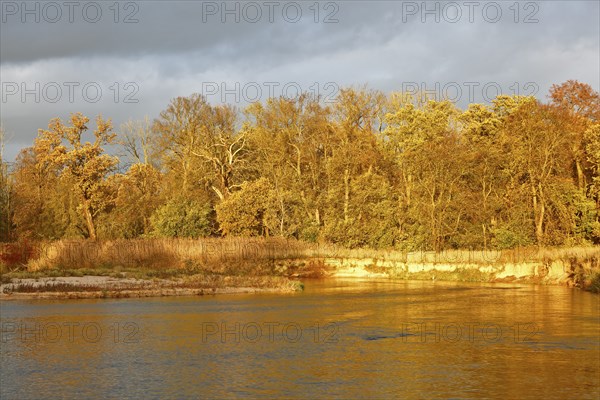 Autumn in the floodplain, view of a river gravel bank and steep banks of the river Mulde near
