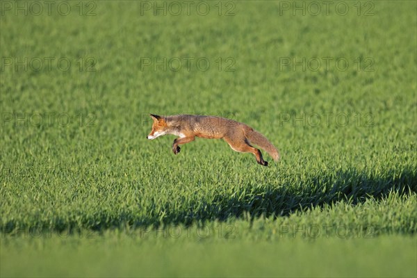 Red fox (Vulpes vulpes) hunting mice, voles by leaping through the air and pouncing upon the rodent