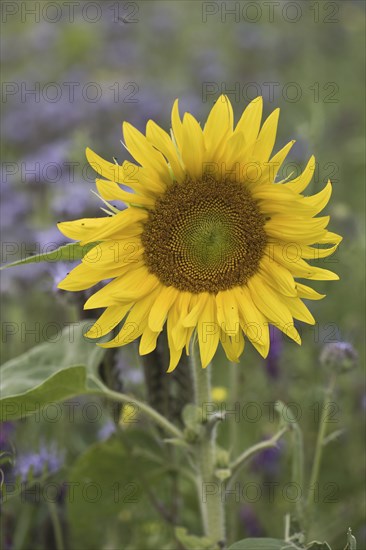 Sunflower (Helianthus annuus) and bee friend (Phacelia tanacetifolia), Emsland, Lower Saxony,