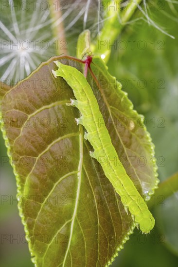 Green caperpillar of herald (Scoliopteryx libatrix) moth (Phalaena libatrix) on leaf in summer