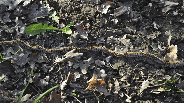 Pine processionary (Thaumetopoea pityocampa) moth caterpillars (Traumatocampa pityocampa) following