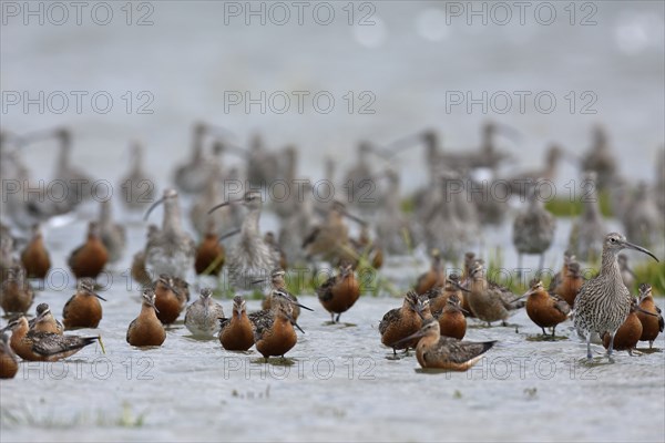 Eurasian curlew (Numenius arquata) with bar-tailed godwit (Limosa lapponica), resting group in the