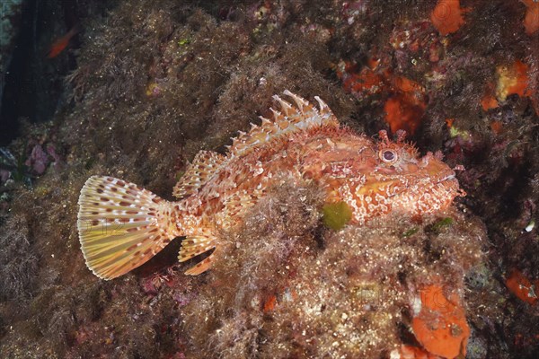 Large red scorpionfish (Scorpaena scrofa), sea sow, in the Mediterranean near Hyères. Dive site