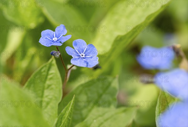 Blue flowers of the forget-me-not (Myosotis), Bavaria, Germany, Europe