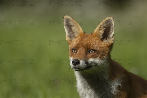 Red fox (Vulpes vulpes) adult animal head portrait, Essex, England, United Kingdom, Europe