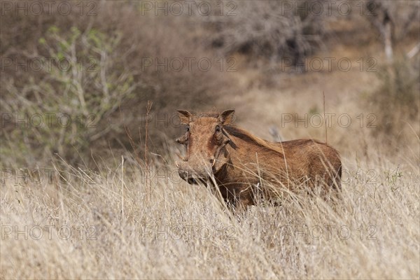 Common warthog (Phacochoerus africanus), adult male standing in tall dry grass, looking at camera,