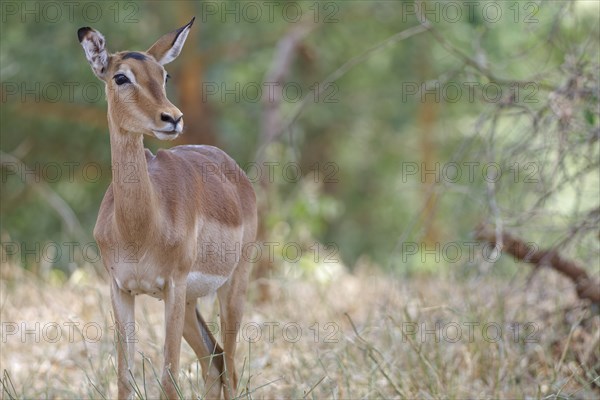Common impala (Aepyceros melampus), adult female standing in tall dry grass, alert, animal