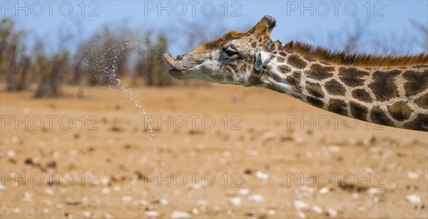 Angolan giraffe (Giraffa giraffa angolensis) drinking, with upturned lip, funny, animal portrait,