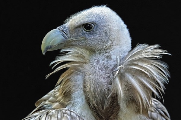 Animal, animals, bird, birds, vulture, griffon vulture (Gyps fulvus), portrait, Bavaria, Federal