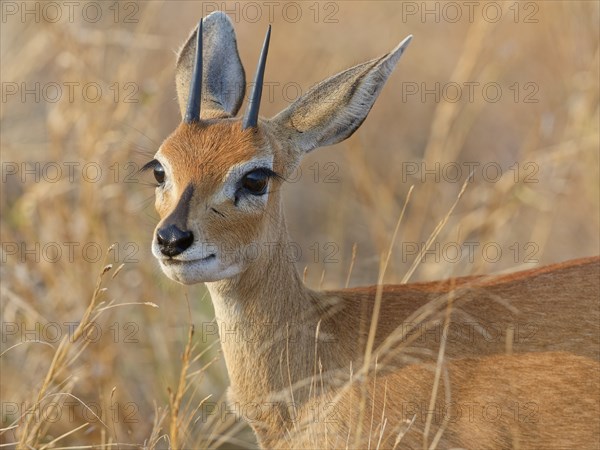 Steenbok (Raphicerus campestris), adult male standing in tall dry grass, looking towards camera,