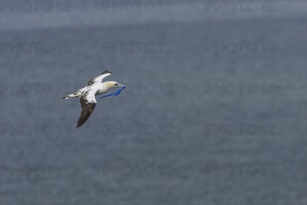 Northern gannet (Morus bassanus) adult bird in flight carrying a piece of plastic waste in its